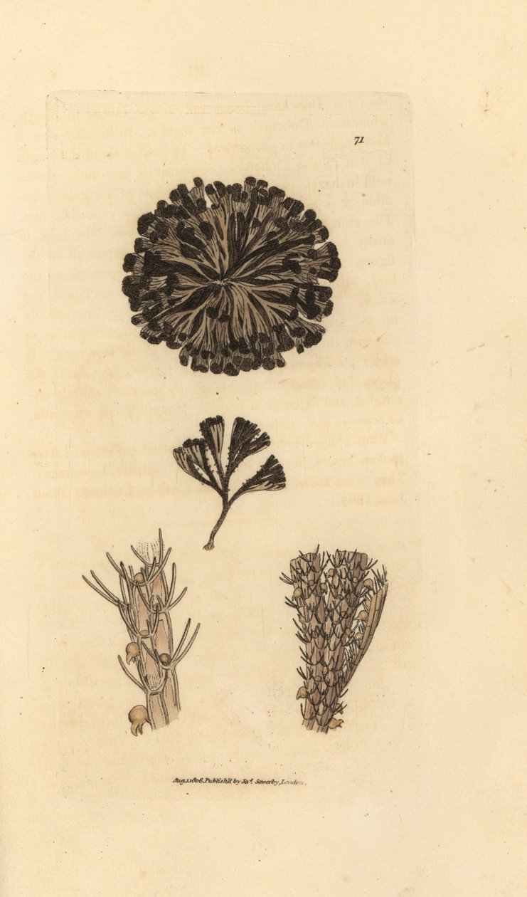 Bugulina avicularia (Flustra avicularis). Handkolorierter Kupferstich von James Sowerby aus The British Miscellany, oder Coloured figures of new, rare, or little known animal subjects. von James Sowerby