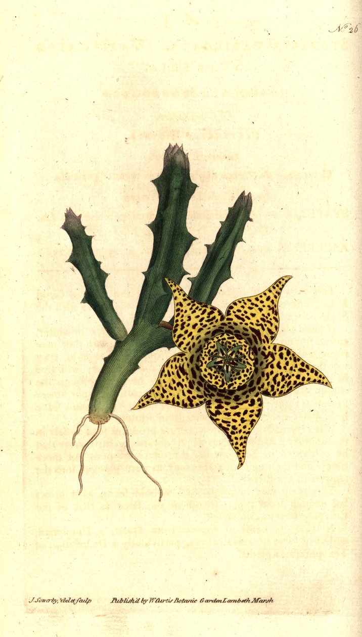 Kaktusstärke - Orbea variegata (Bunte Stapelie, Stapelia variegata). Handkolorierte Kupferstichgravur und botanische Illustration von James Sowerby aus William Curtis