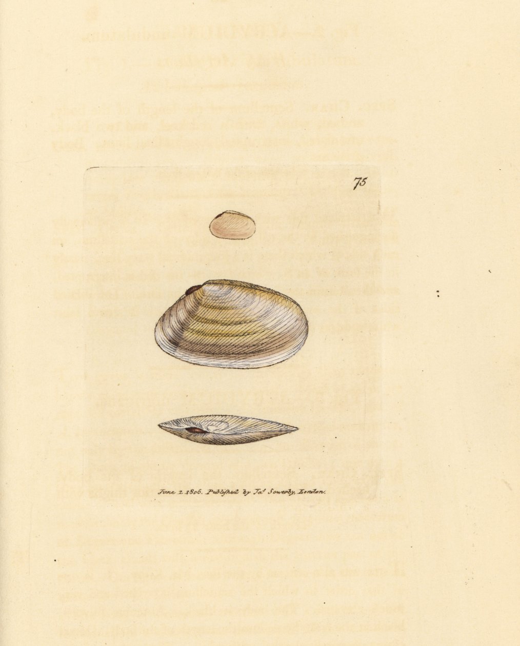 Zuckerstangen-Tellina-Muschel, Tellina similis. Handkolorierte Kupferstichgravur von James Sowerby aus The British Miscellany, oder Coloured figures of new, rare, or little known animal subjects. von James Sowerby