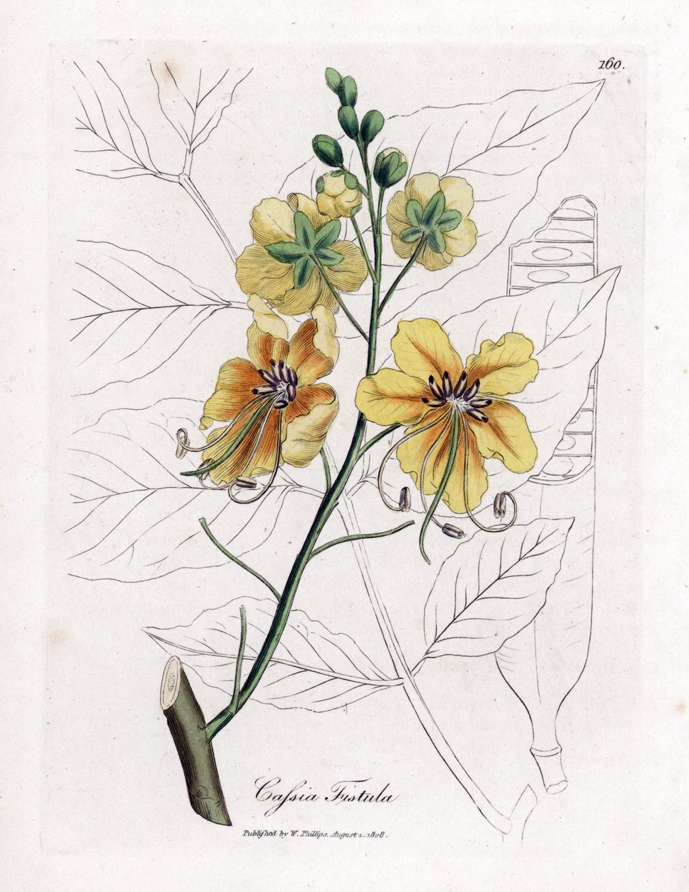 Cassia, falsche Sene, falscher Johannisbrotbaum, Goldregen oder Canefier - Goldregenbaum, Cassia fistula. Handkolorierte Kupferstichgravur von James Sowerby aus William Woodville und Sir William Jackson Hooker