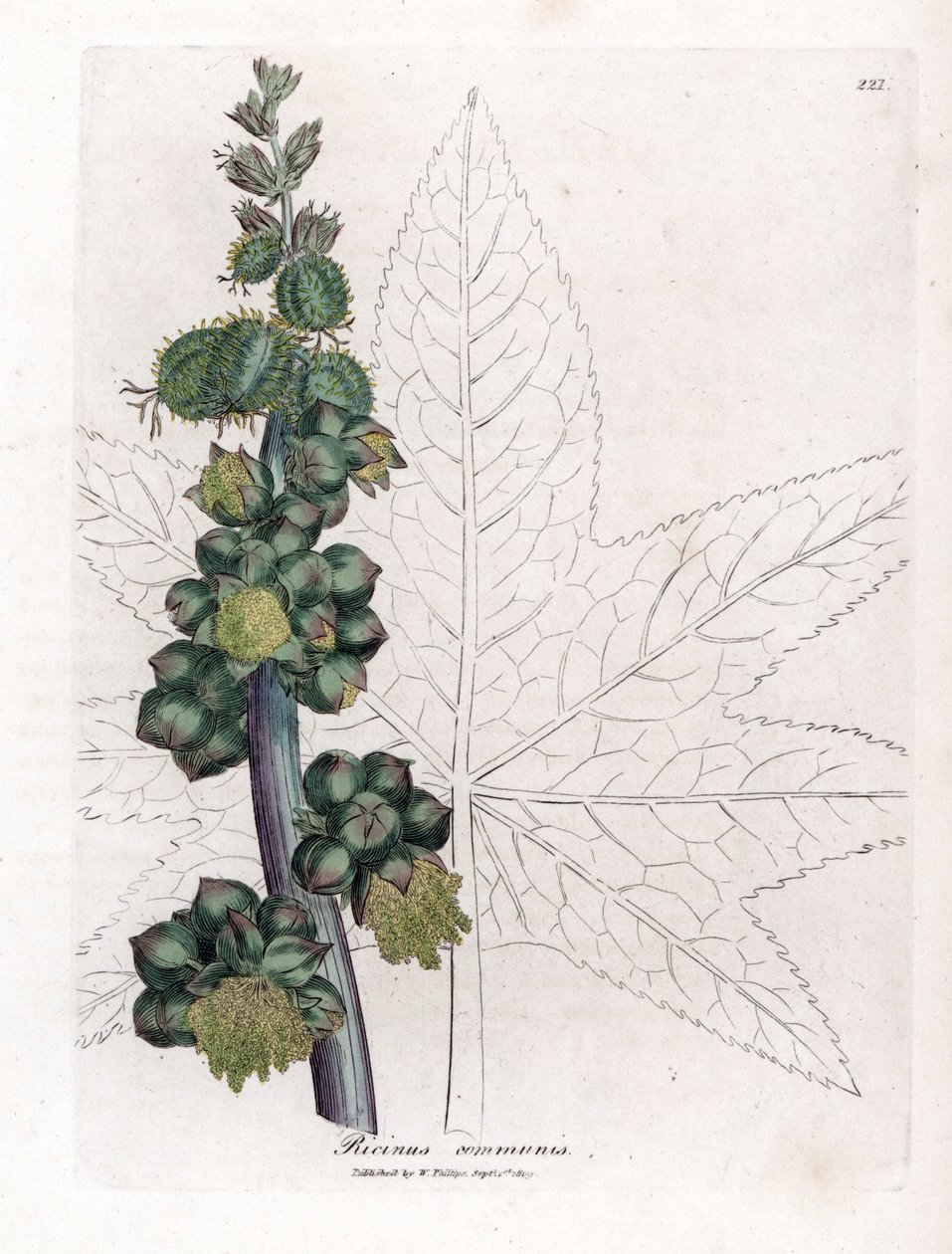 Rizinus - Rizinuspflanze, Ricinus communis. Handkolorierte Kupferstichgravur aus einer botanischen Illustration von James Sowerby aus William Woodville und Sir William Jackson Hooker