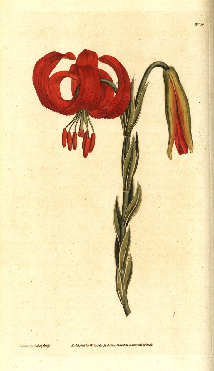 Chalzedonische Lilie - Chalzedonische Lilie, Lilium chalcedonicum. Handkolorierter Kupferstich und botanische Illustration von James Sowerby aus William Curtis