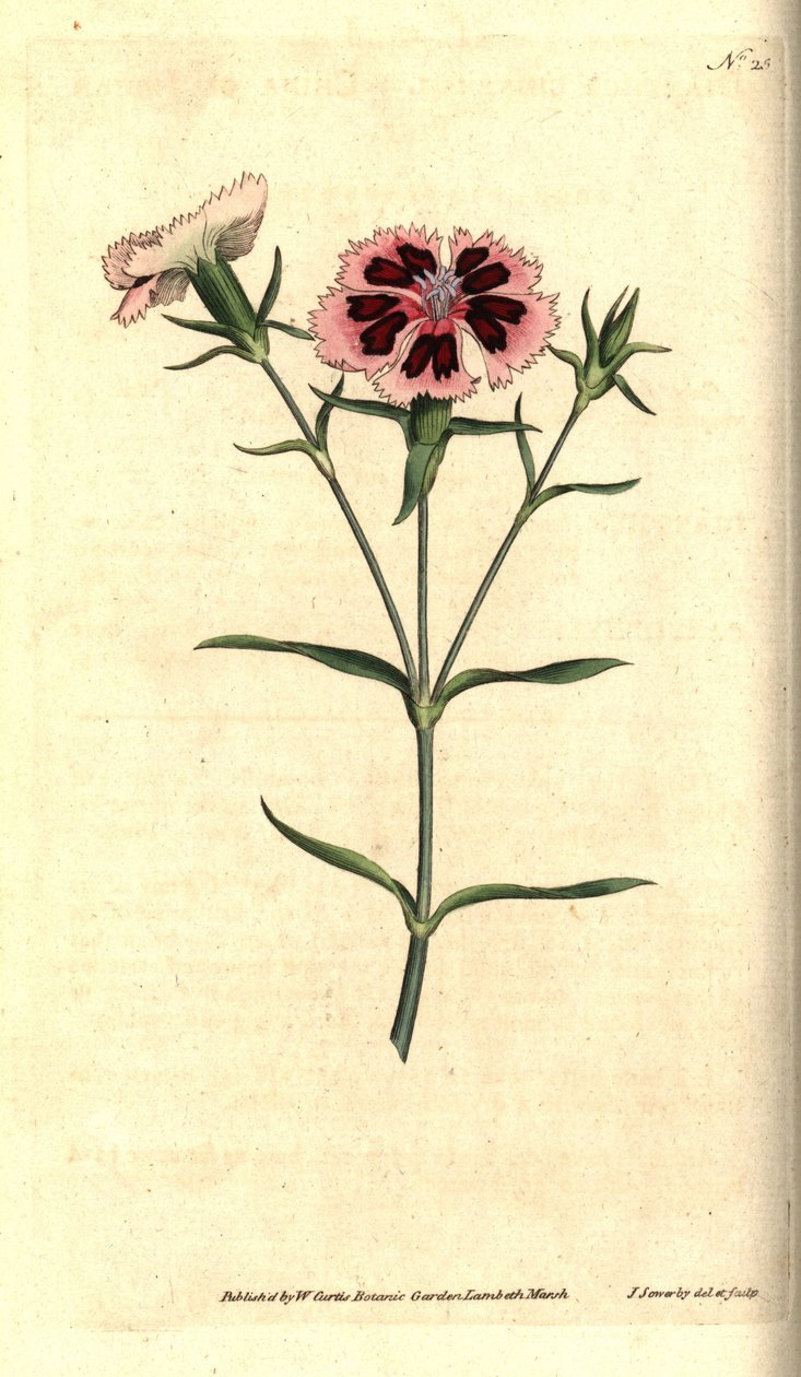 Chinesische Nelke - Chinesische Nelke oder Indische Nelke, Dianthus chinensis. Handkolorierter Kupferstich und botanische Illustration von James Sowerby aus William Curtis