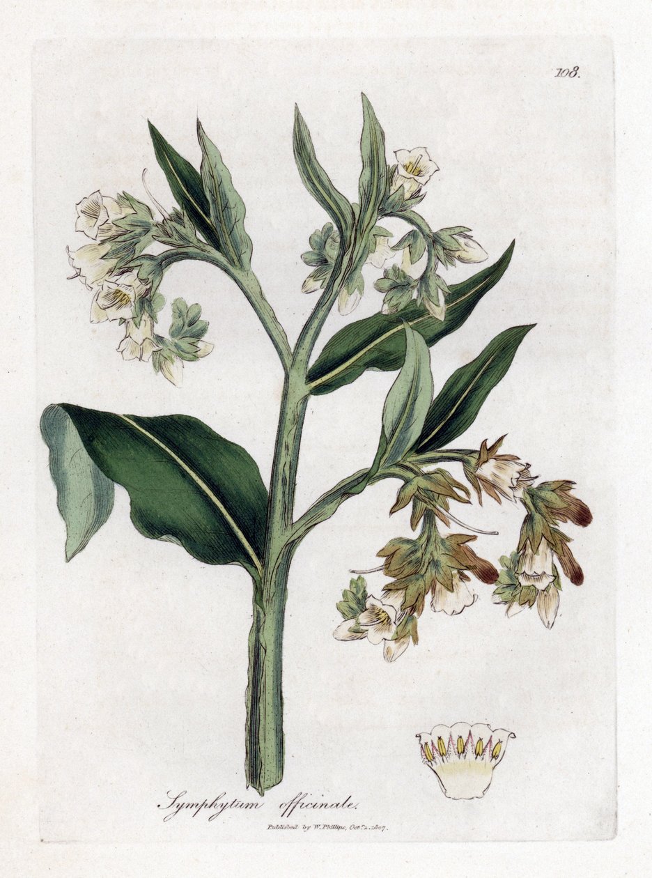 Beinwell, Symphytum officinale von James Sowerby