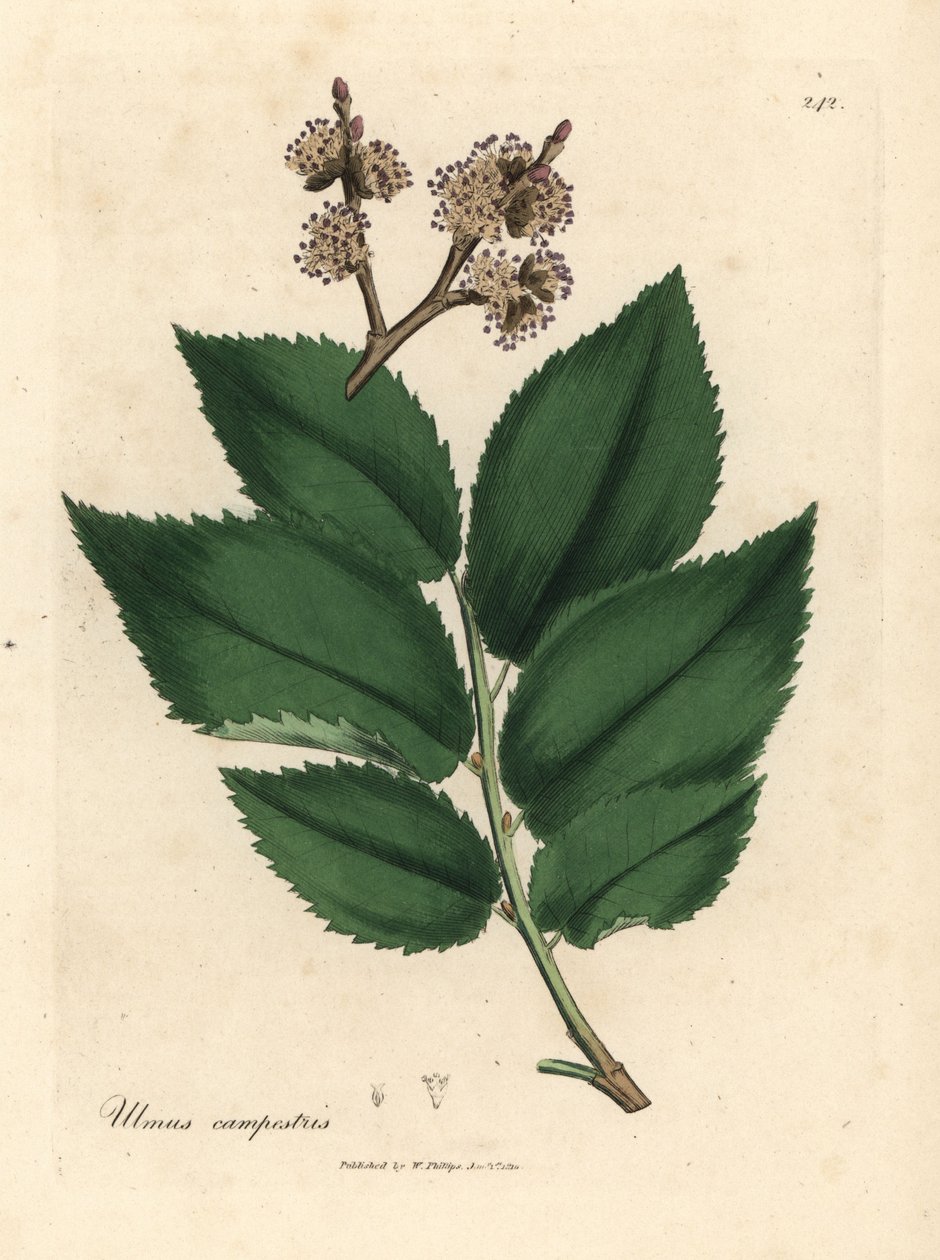 Gemeine Ulme, Ulmus campestris von James Sowerby