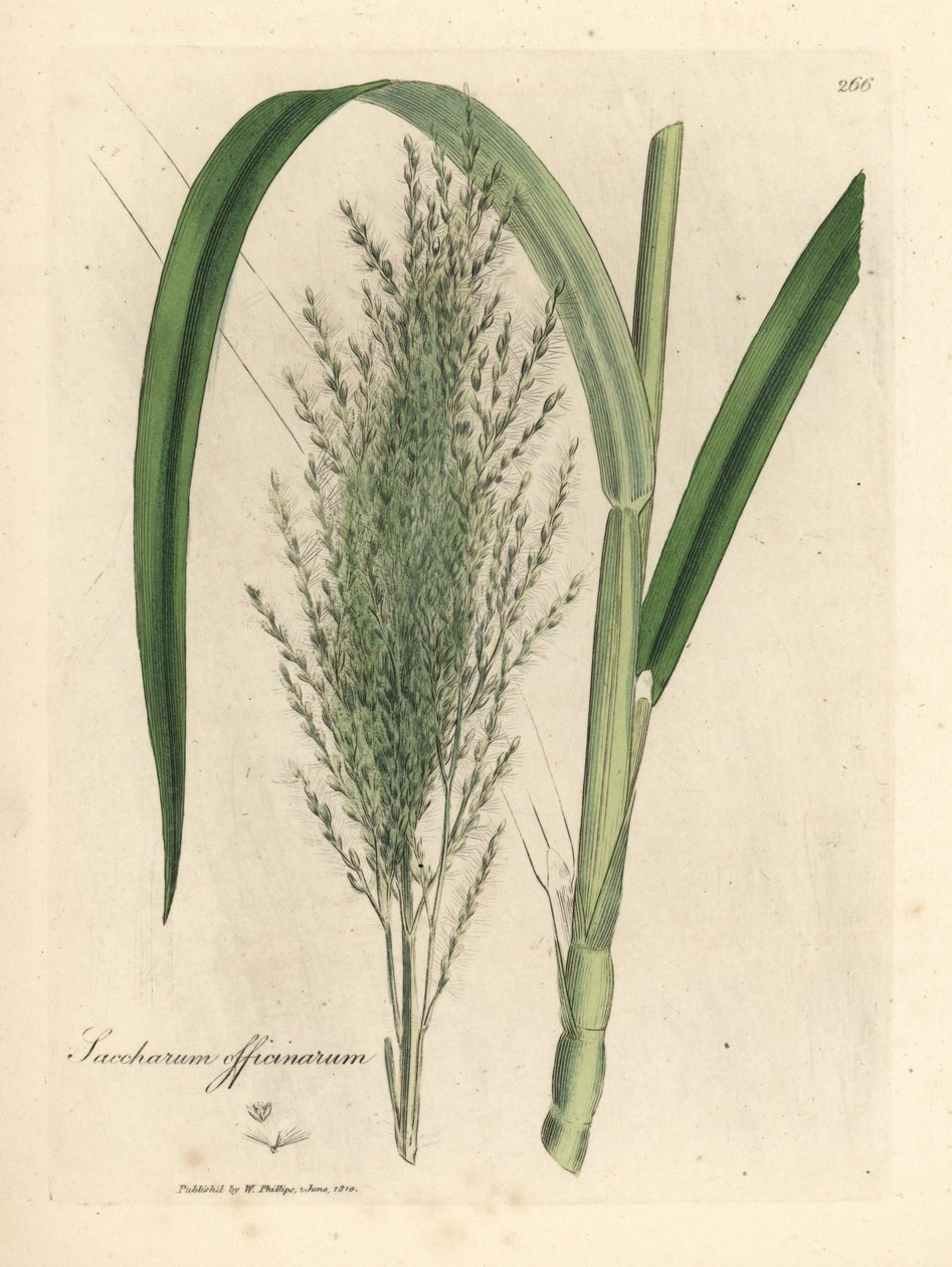 Gemeines Zuckerrohr, Saccharum officinarum von James Sowerby