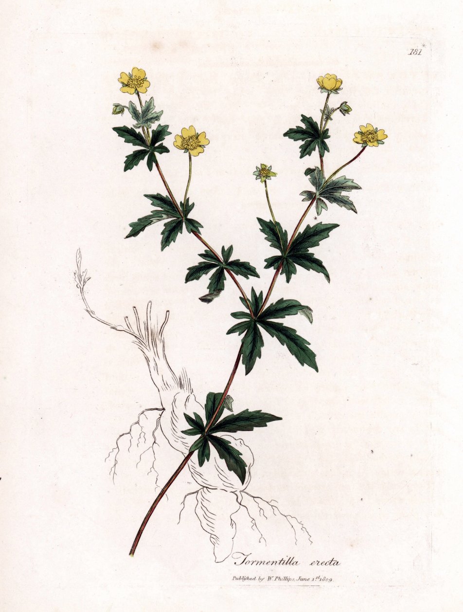 Gemeine Tormentil, Potentilla erecta. Handkolorierte Kupferstichgravur von James Sowerby aus William Woodville und Sir William Jackson Hooker