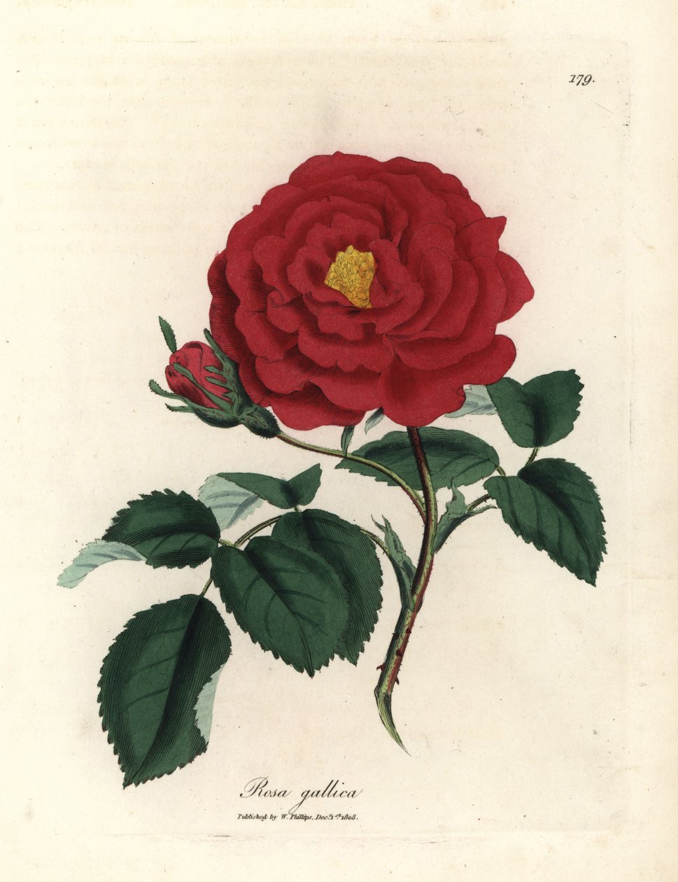Purpurrote Apothekerrose, Rosa gallica von James Sowerby