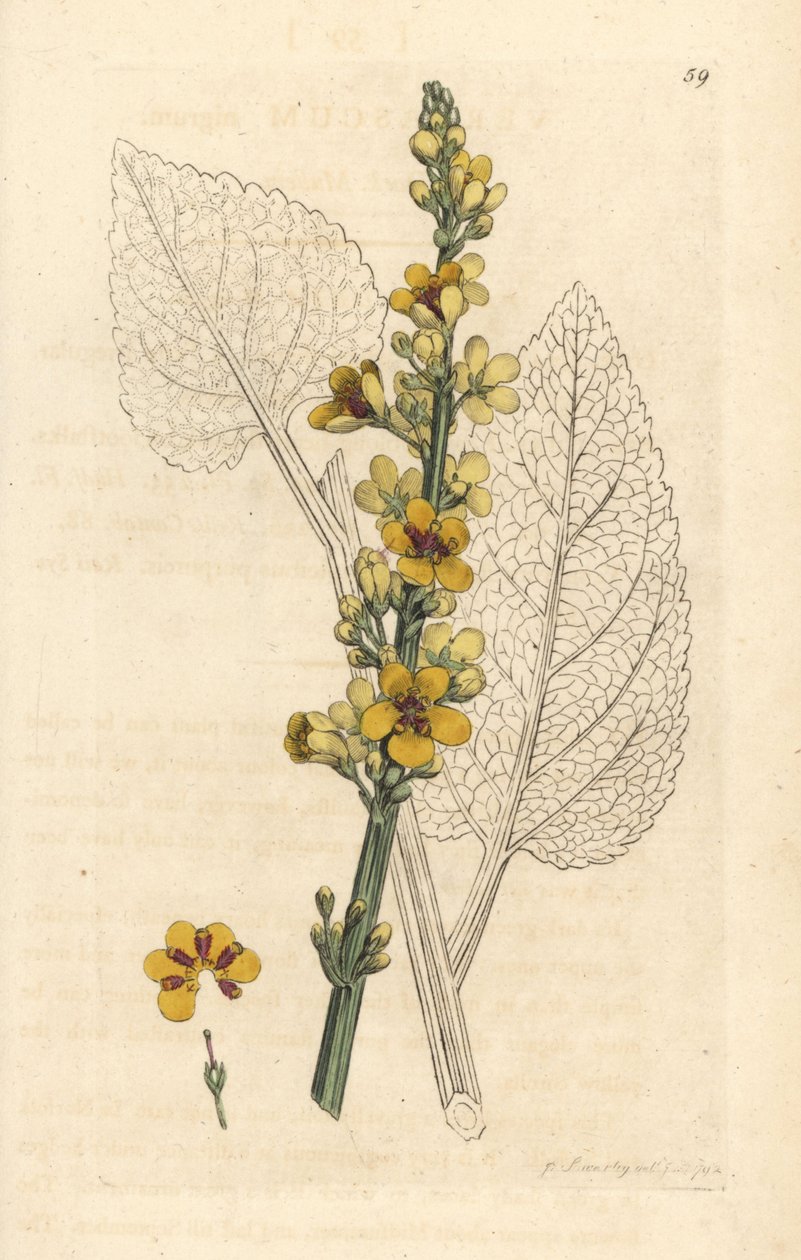 Schwarzes Wollkraut, Verbasum nigrum. Handkolorierter Kupferstich nach einer Illustration von James Sowerby aus James Smith