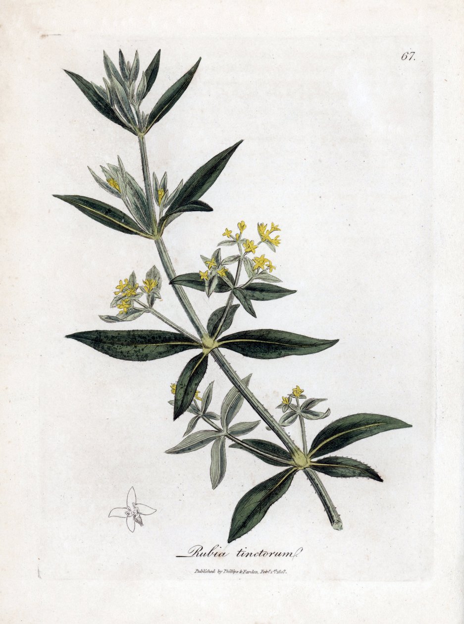 Färberkrapp, Rubia tinctorum von James Sowerby