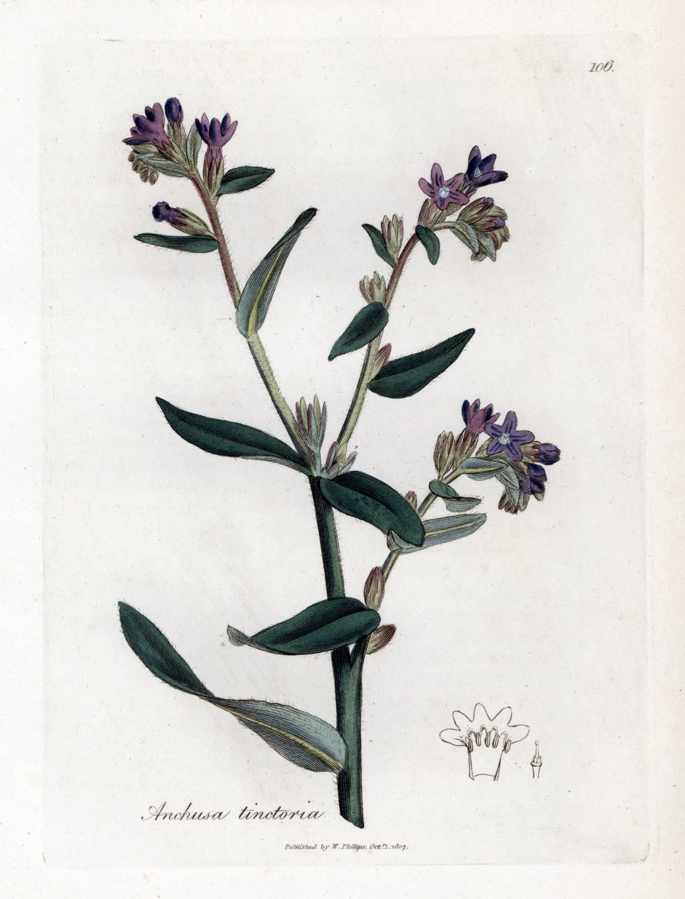 Färber-Ochsenzunge oder Färber-Alkanna - Färber-Ochsenzunge oder Alkanna, Anchusa tinctoria. Handkolorierte Kupferstichgravur aus einer botanischen Illustration von James Sowerby aus William Woodville und Sir William Jackson Hooker