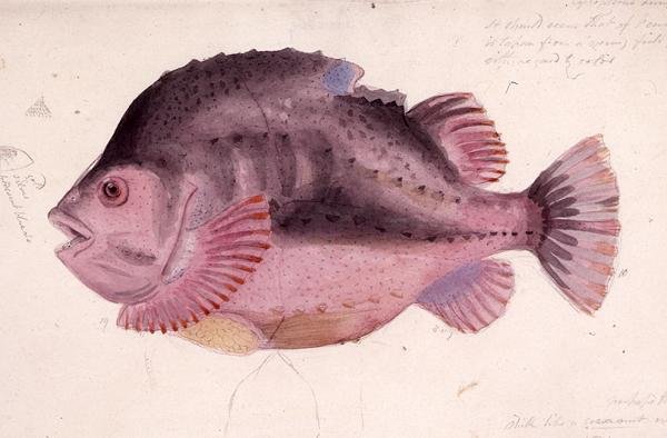 Fisch von James Sowerby