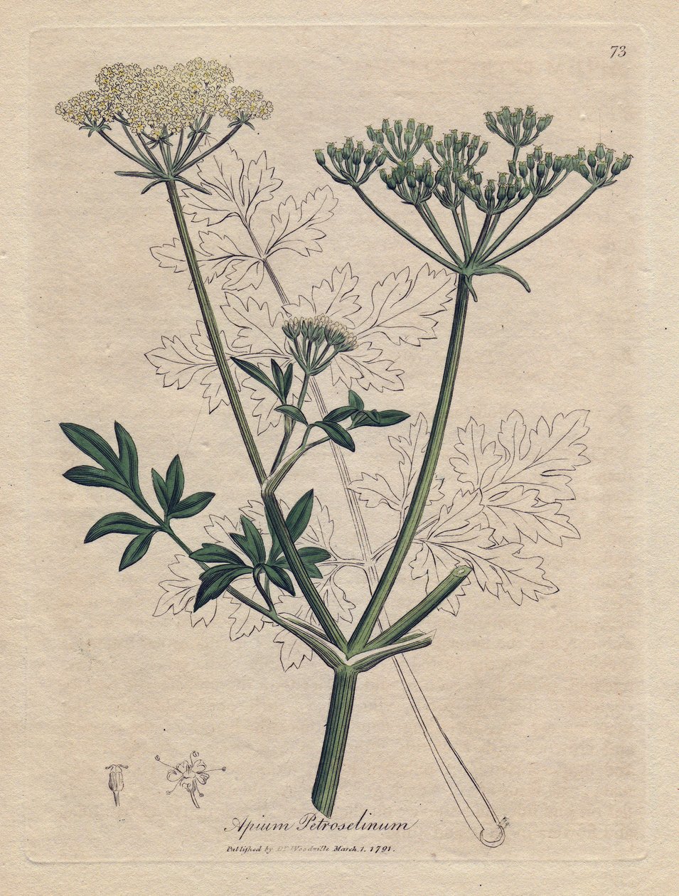 Petersilie, Apium petroselinum von James Sowerby