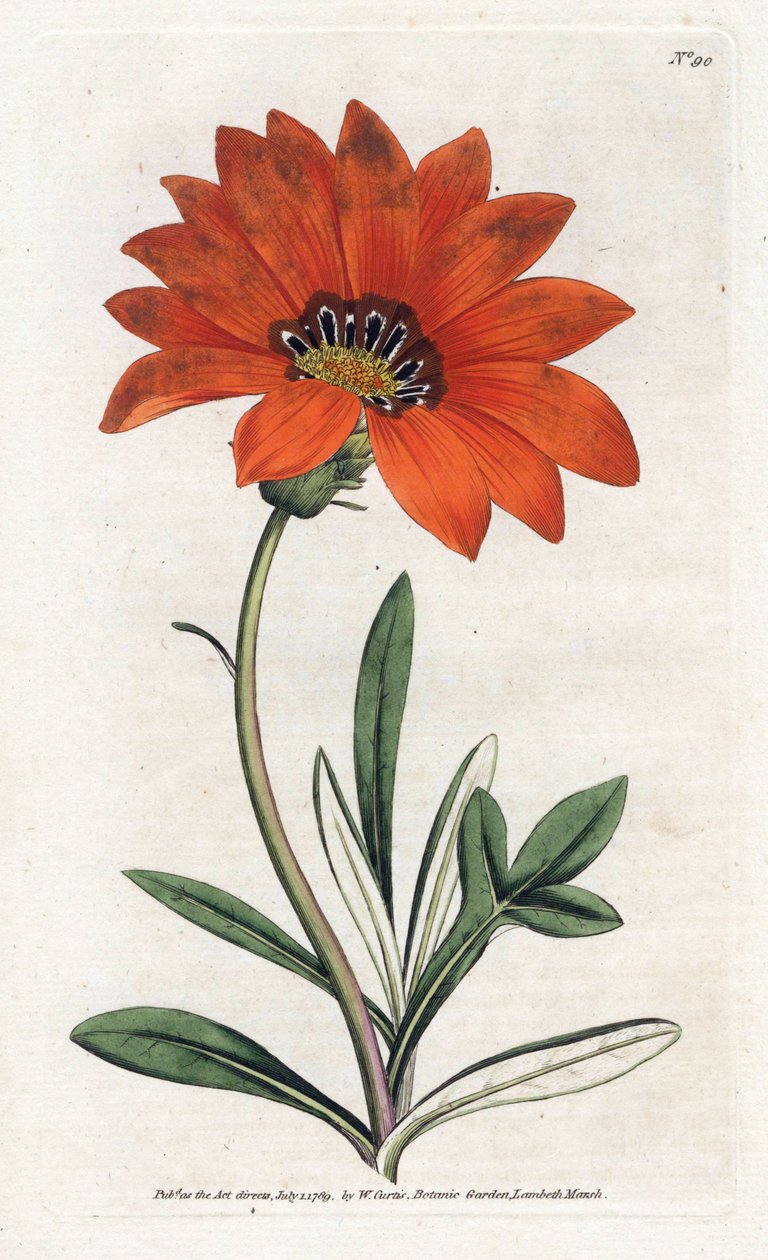 Gazanie - Lithographie von James Sowerby (1757-1822), aus William Curtis