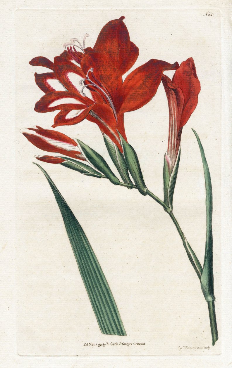 Glaieul-Kardinal - Lithographie von James Sowerby (1757-1822), aus dem Botanical Magazine von William Curtis (1746-1799) von James Sowerby
