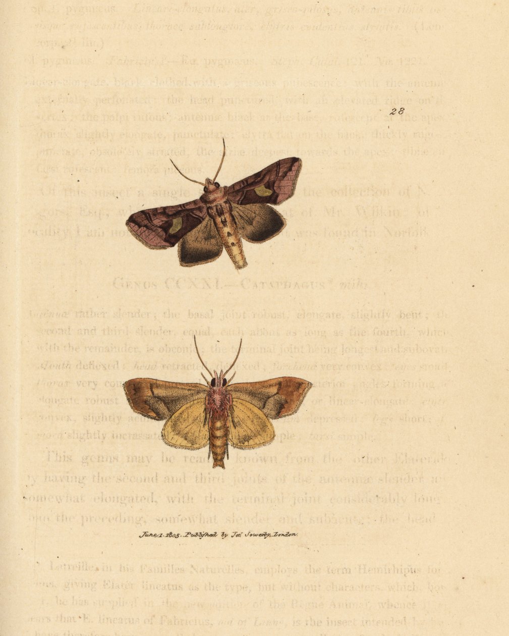Goldglanz-Motte, Autographa bractea (Phalaena Noctua bractea). Handkolorierte Kupferstichgravur von James Sowerby aus The British Miscellany, oder Coloured figures of new, rare, or little known animal subjects. von James Sowerby