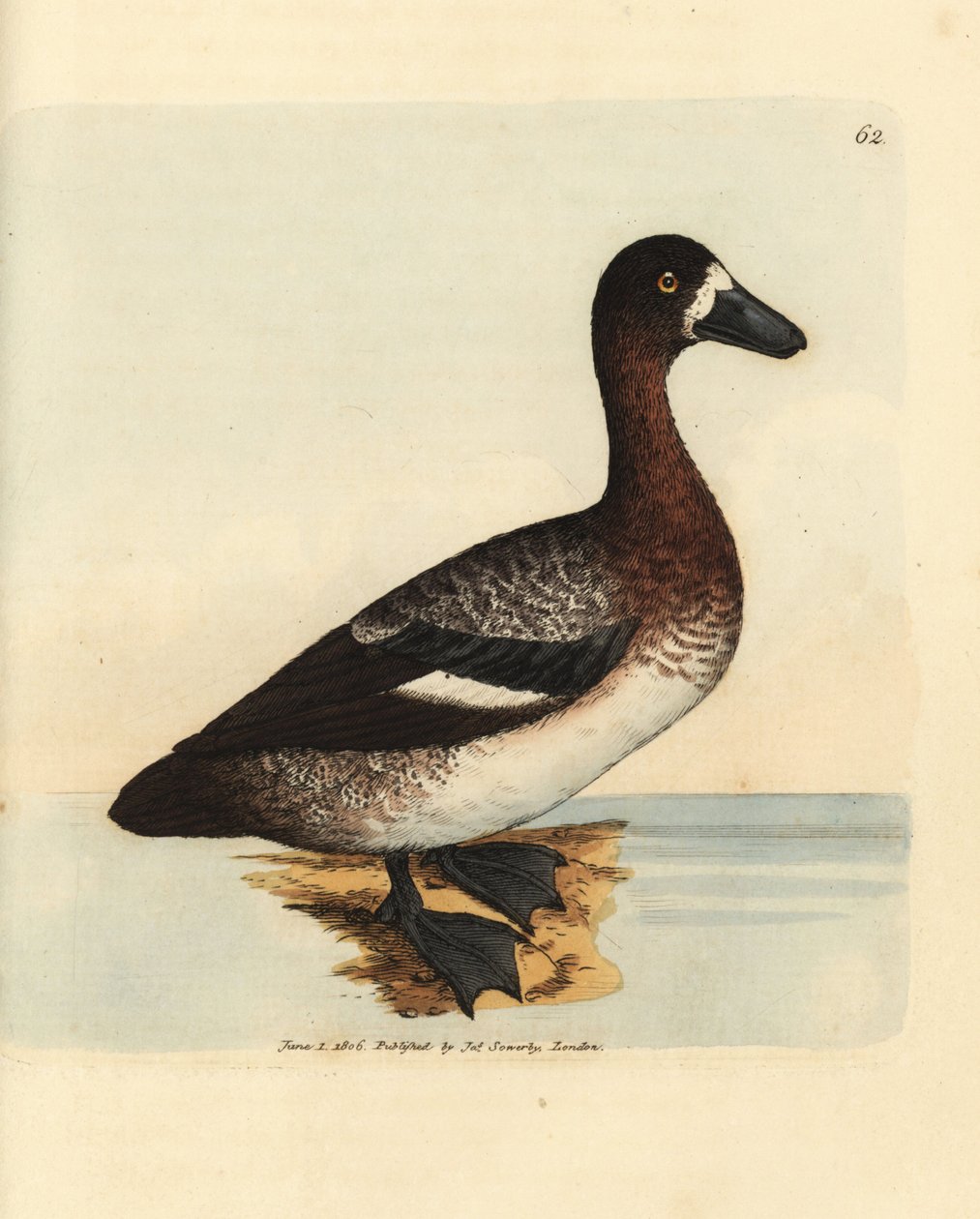 Bergente, Aythya marila, Weibchen (Weißgesichtente, Anas fraenata). Handkolorierte Kupferstichgravur von James Sowerby aus The British Miscellany, oder Coloured figures of new, rare, or little known animal subjects. von James Sowerby