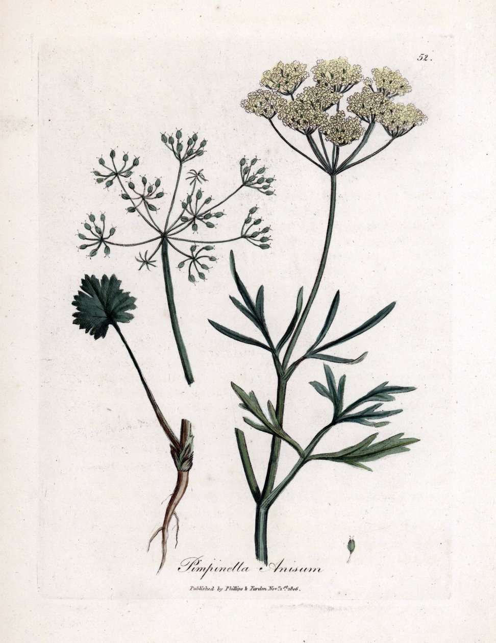 Grüner Anis, Pimpinella anisum. Handkolorierter Kupferstich aus einer Illustration von James Sowerby. Auszug aus dem Buch von William Woodville und Sir William Jackson Hooker „Botanique medicinale“ 1832 von James Sowerby