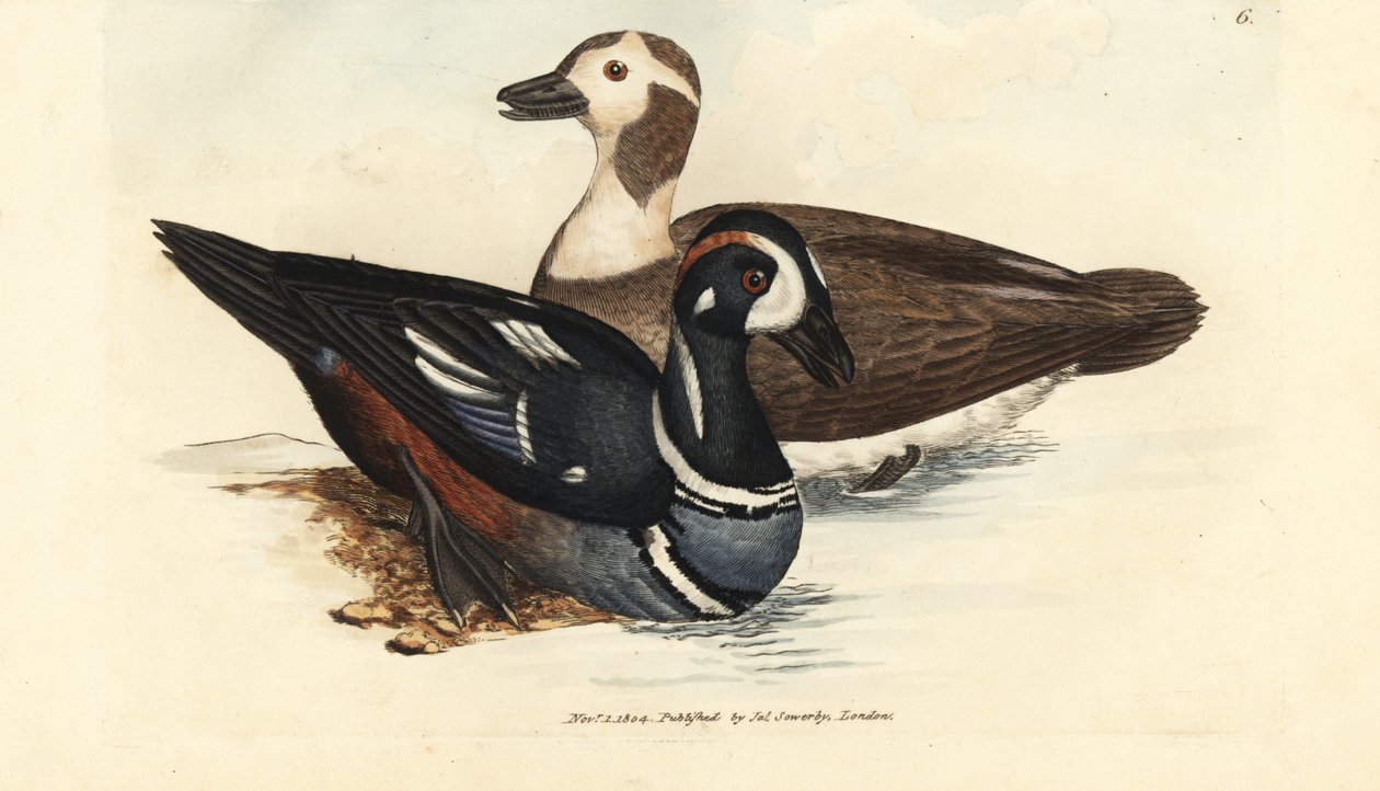 Krickente, Histrionicus histrionicus (Anas histrionica). Männchen und Weibchen. Handkolorierte Kupferstichgravur von James Sowerby aus The British Miscellany, oder Coloured figures of new, rare, or little known animal subjects. von James Sowerby