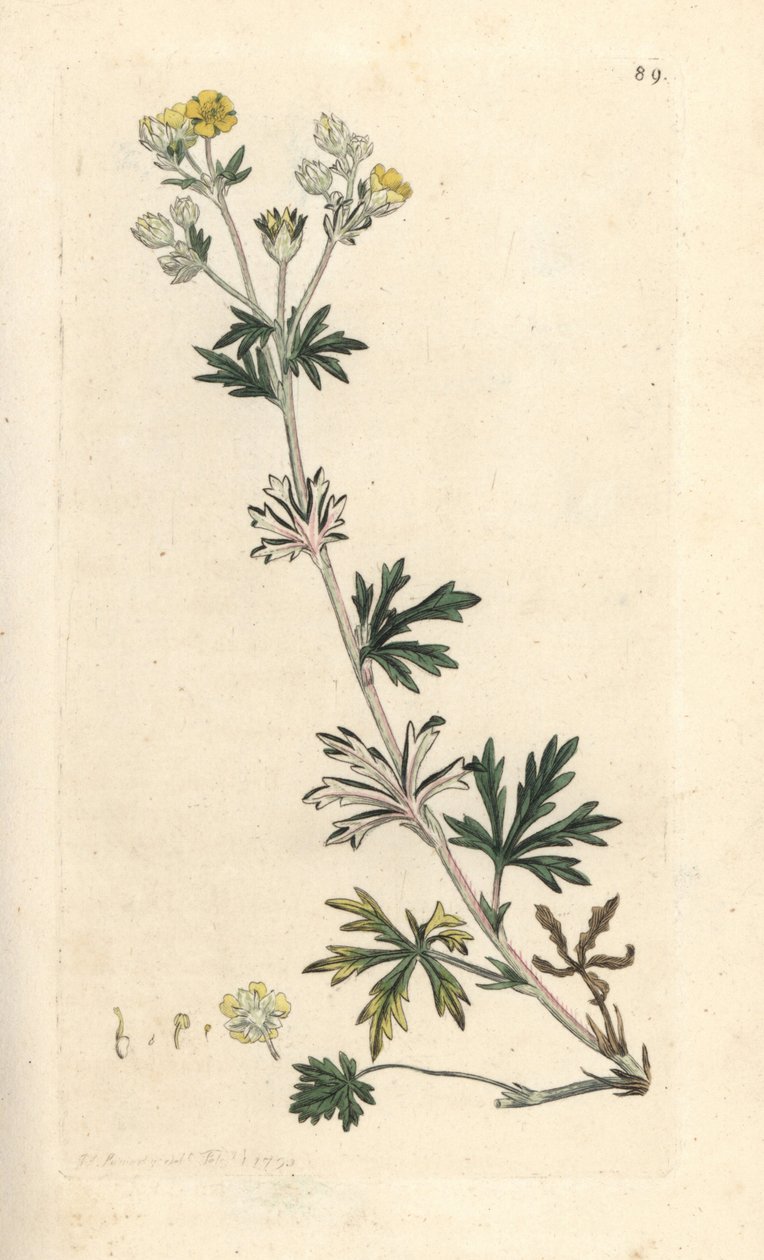 Silber-Fingerkraut, Potentilla argentea. Handkolorierter Kupferstich nach einer Illustration von James Sowerby aus James Smiths English Botany, London von James Sowerby