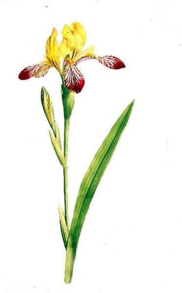 Iris Variegata, ca. 1800 von James Sowerby