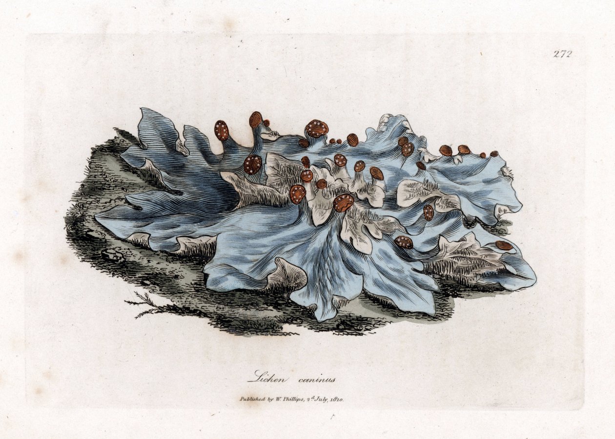 Aschenfarbige Flechte, Lichen caninus von James Sowerby