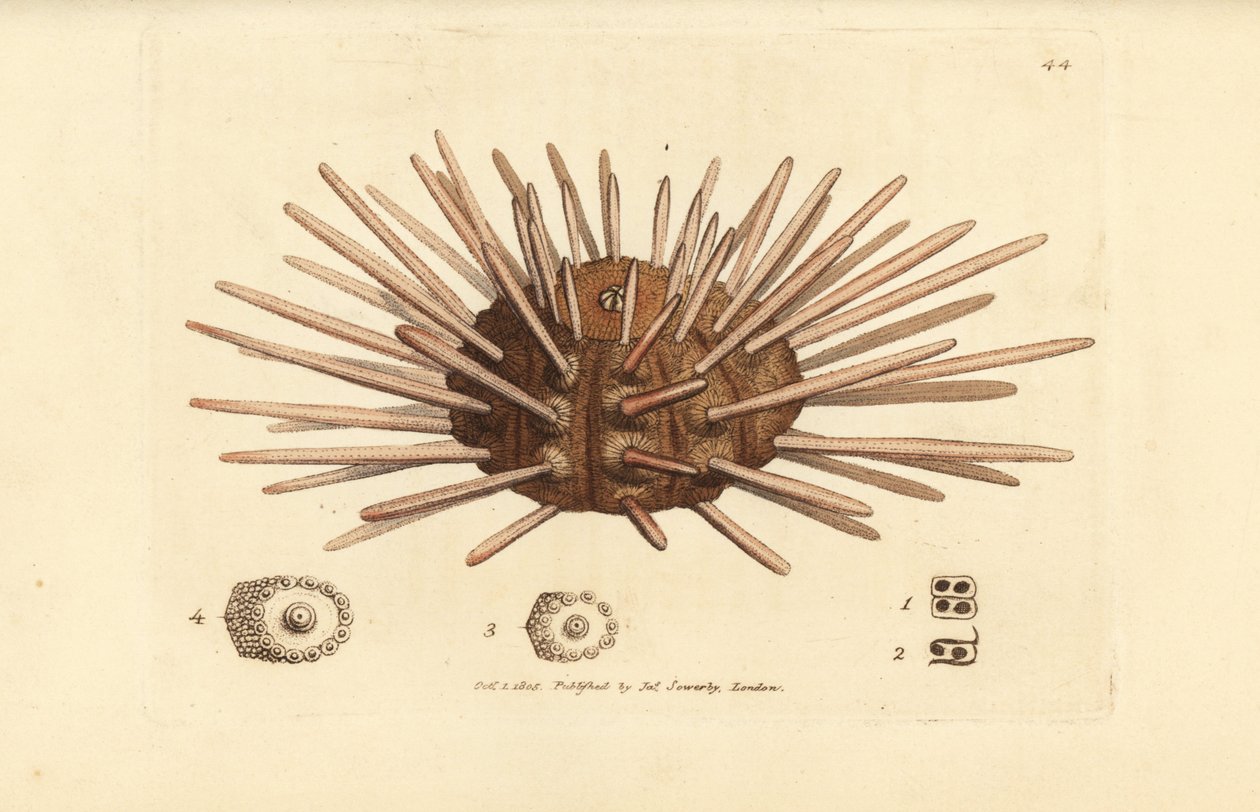Langstachelige Seeigel, Cidaris cidaris von James Sowerby