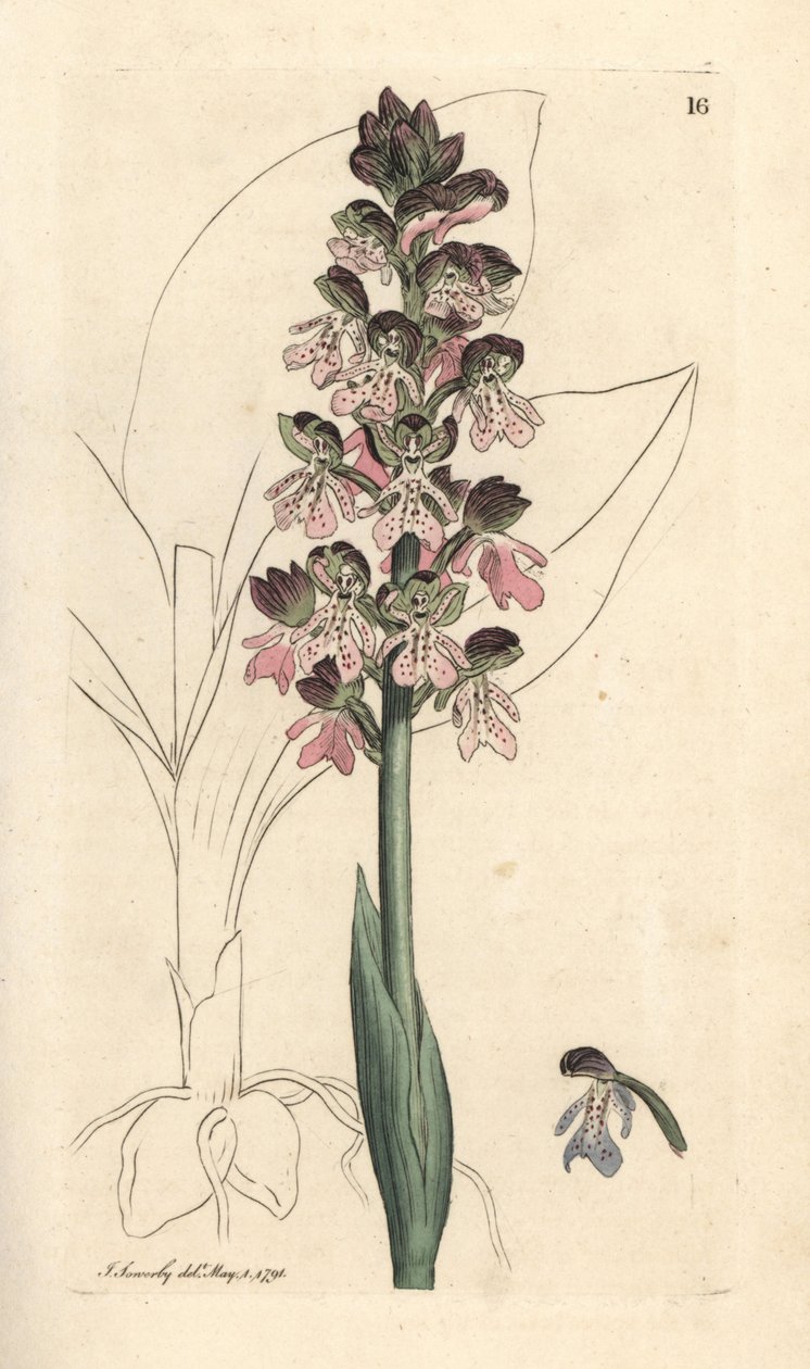Militärische Orchis, Orchis militaris von James Sowerby