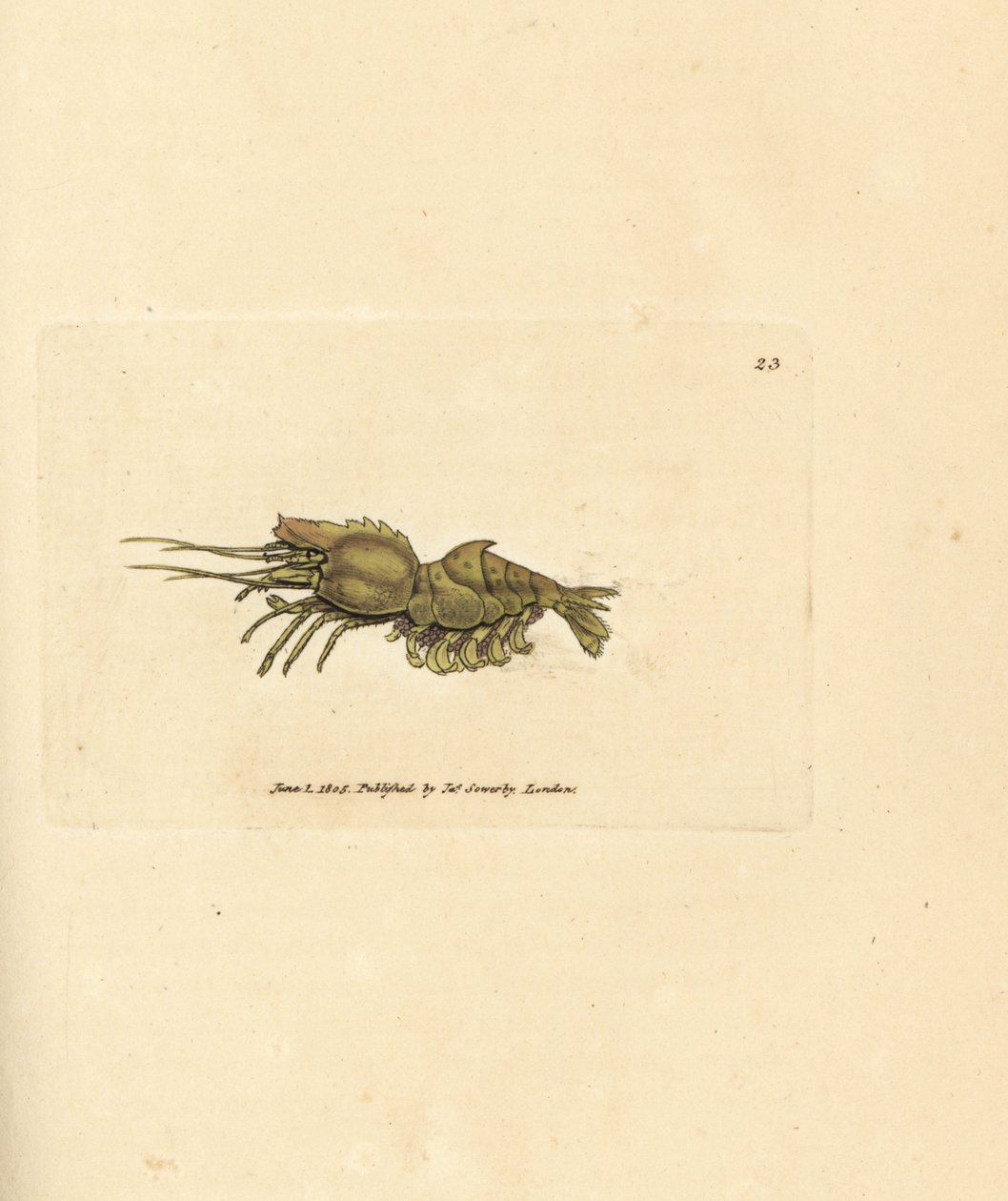 Papageiengarnele, Spirontocaris spinus. Handkolorierter Kupferstich von James Sowerby aus The British Miscellany, or Coloured figures of new, rare, or little known animal subjects von James Sowerby