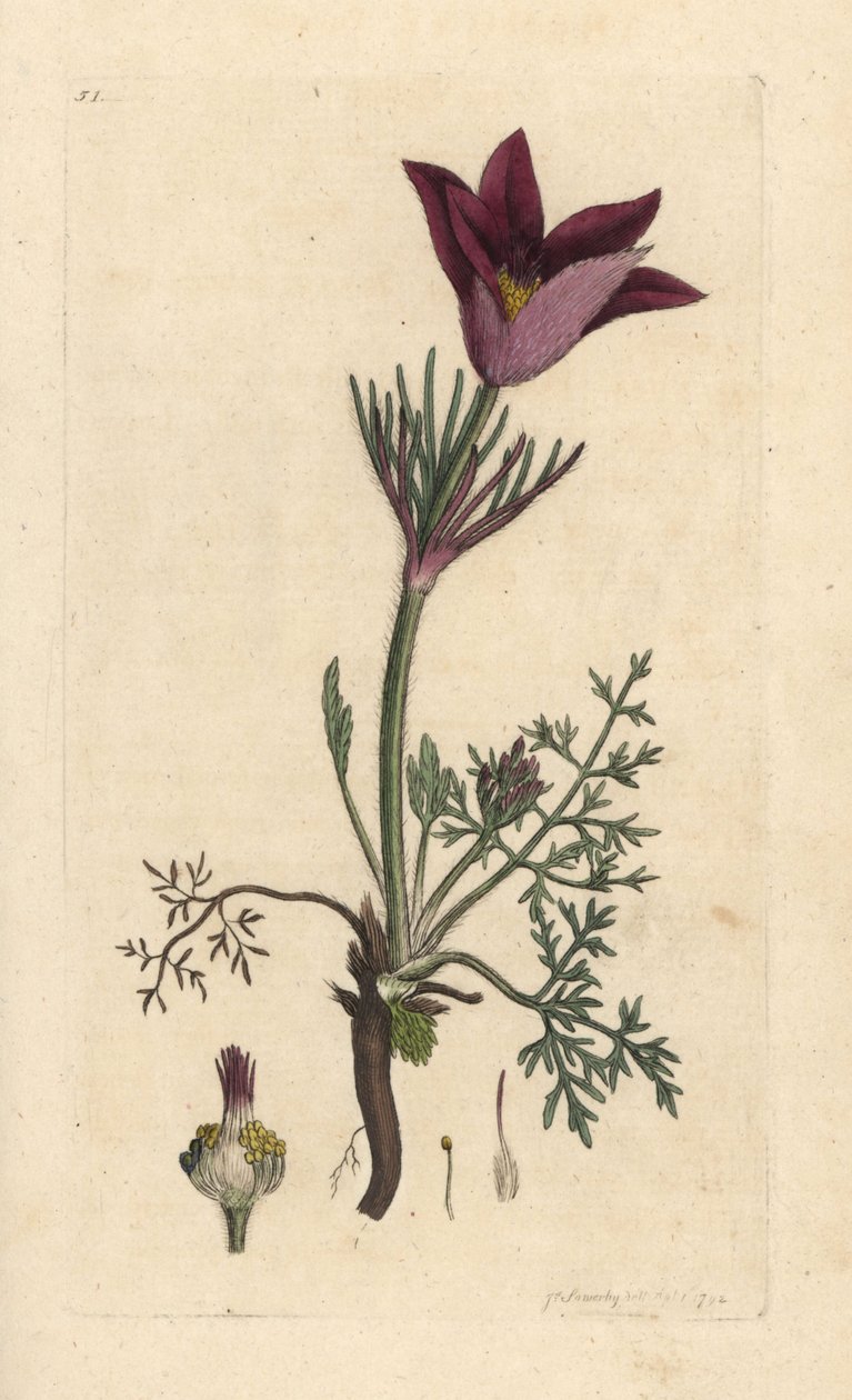 Küchenschelle, Anemone pulsatilla. Handkolorierter Kupferstich nach einer Illustration von James Sowerby aus James Smith