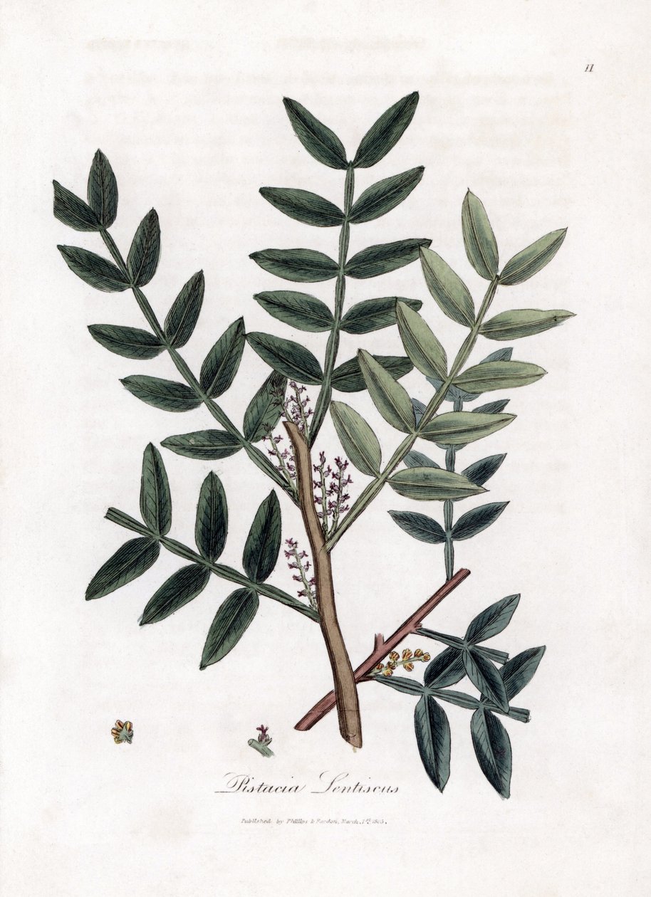 Kittbaum oder Mastixpistazie - Kittbaum, Pistacia lentiscus. Handkolorierte Kupferstich-Illustration von James Sowerby aus William Woodville und Sir William Jackson Hookers „Medical Botany“, John Bohn, London von James Sowerby