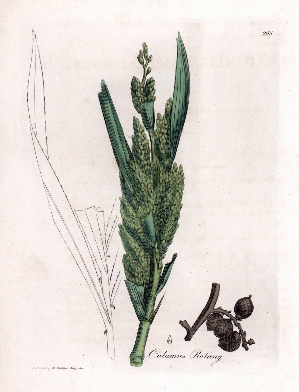 Rattanpalme, Calamus rotang von James Sowerby: Kunstdruck