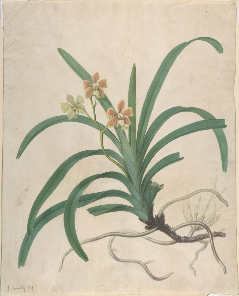 Studie einer Orchidee, "Vanda Roxburgia" von James Sowerby