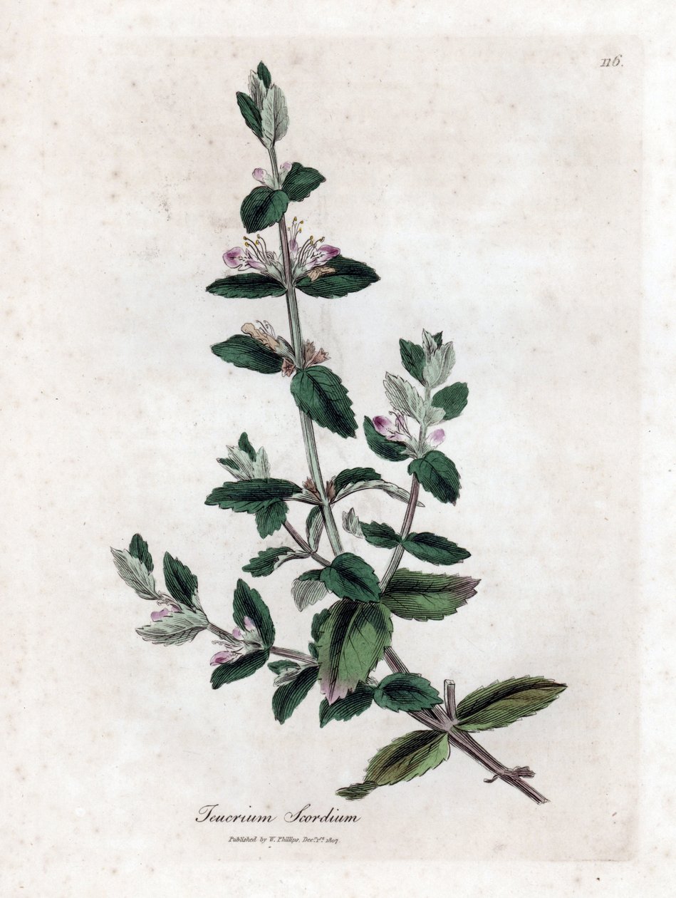 Wasser-Germandree - Wassergamander, Teucrium scordium. Handkolorierte Kupferstich-Illustration von James Sowerby aus William Woodville und Sir William Jackson Hookers „Medical Botany“, John Bohn, London von James Sowerby