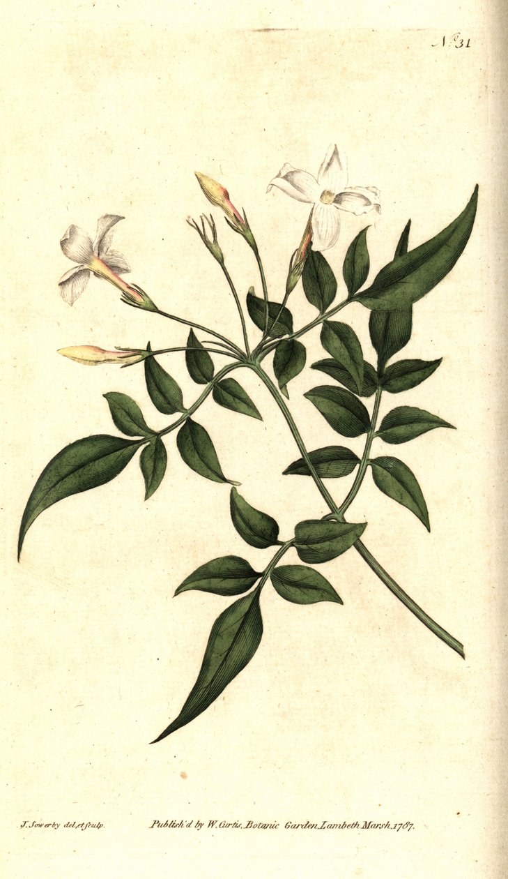 Weißer Jasmin - Gemeiner Jasmin oder Jessamine, Jasminum officinale. Handkolorierter Kupferstich und botanische Illustration von James Sowerby aus William Curtis