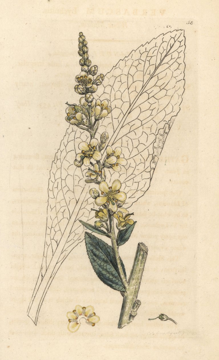 Weißes Wollkraut, Verbasum lychnitis. Handkolorierter Kupferstich nach einer Illustration von James Sowerby aus James Smith