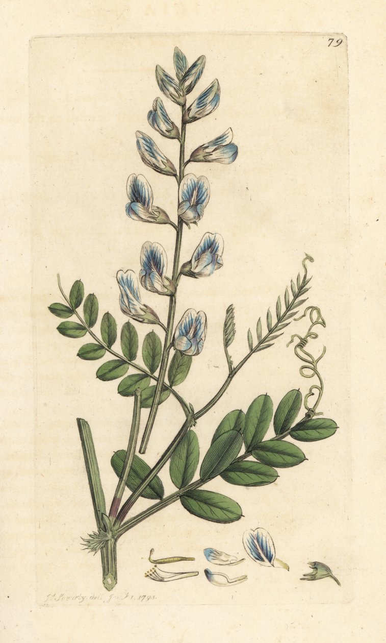 Wald-Wicke, Vicia sylvatica von James Sowerby