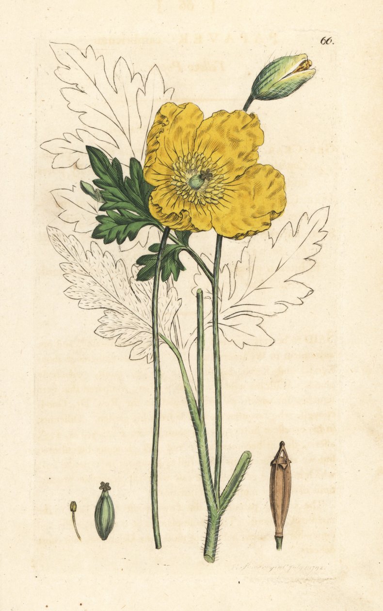 Gelber oder Walisischer Mohn, Papaver cambricum (Gelber Mohn). Handkolorierte Kupferstichgravur nach einer Illustration von James Sowerby aus James Smith