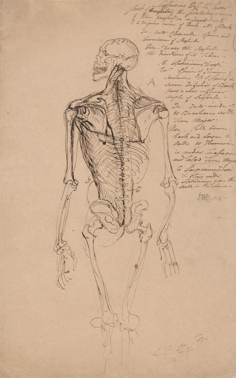 Zeichnung eines menschlichen Skeletts von James Ward