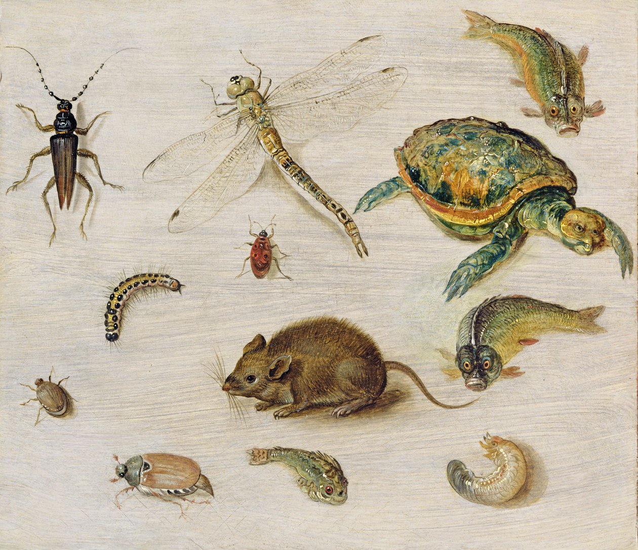 Studie von Insekten, Meereslebewesen und einer Maus von Jan the Elder Brueghel