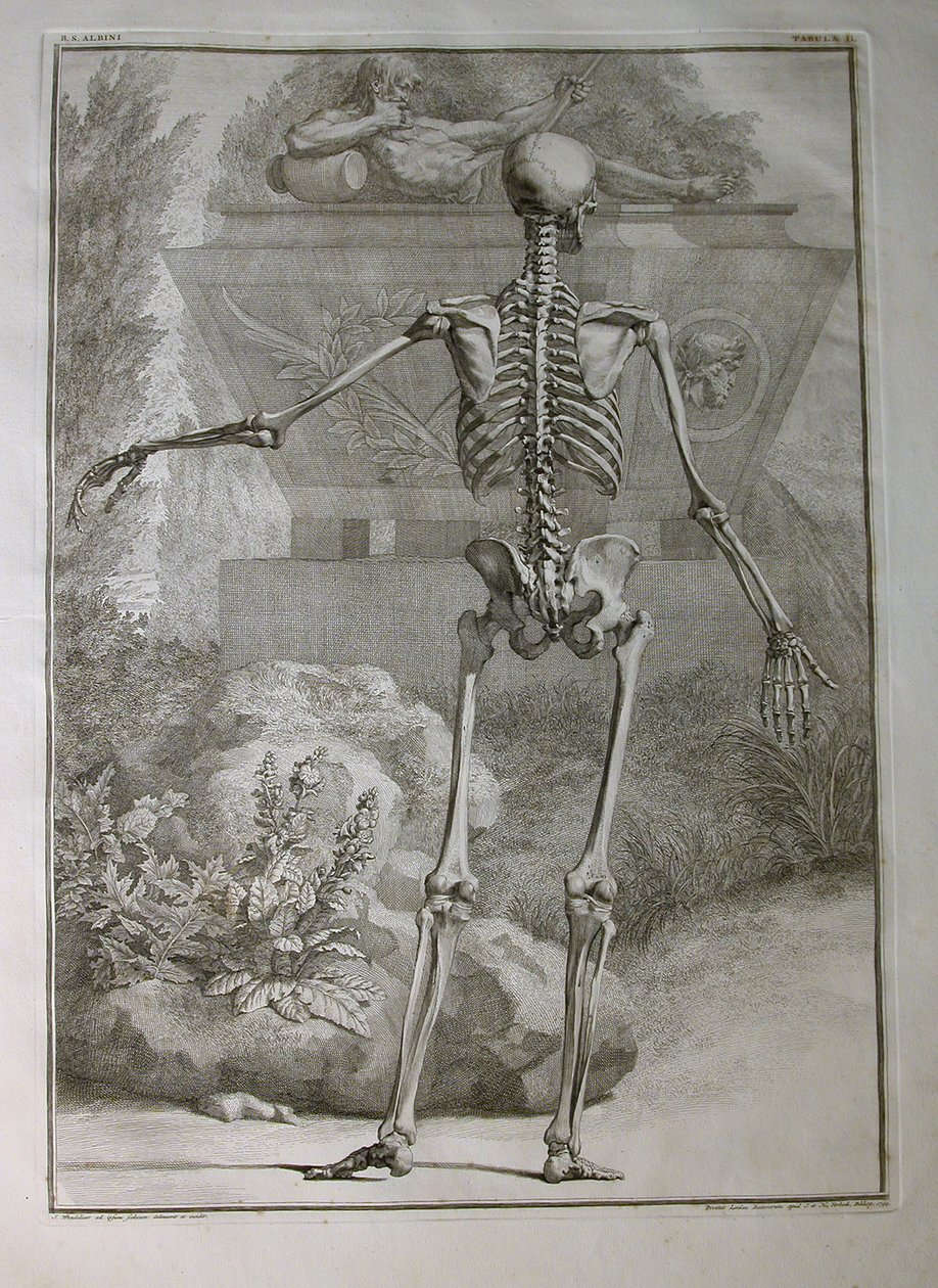 Albinus I, Pl. II: Skelett, Illustration aus 