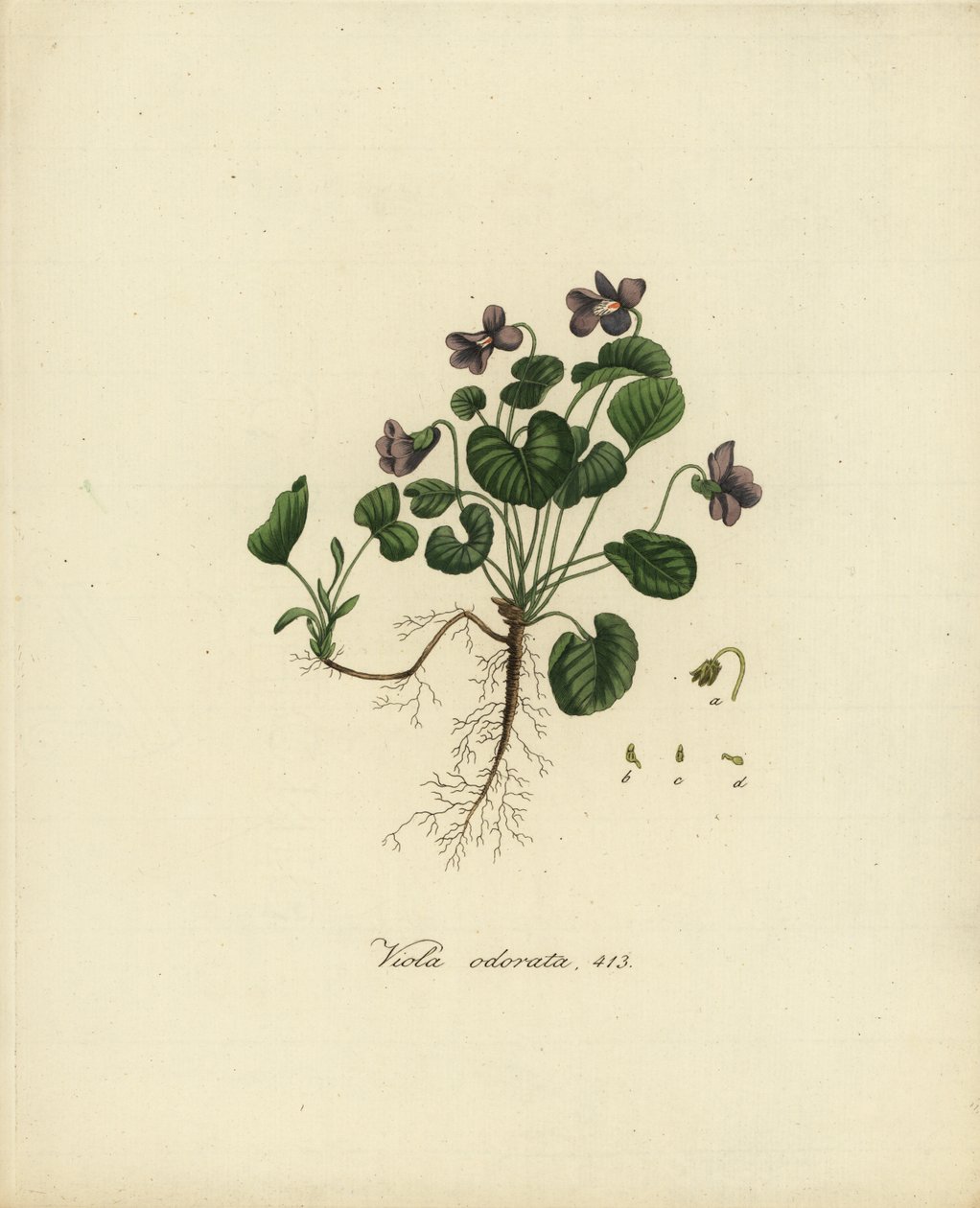 Duftveilchen oder Englisches Veilchen, Viola odorata von Jan Christiaen Sepp