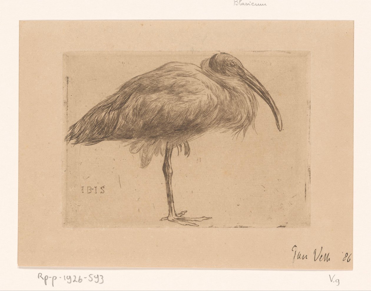 Ibis von Jan Veth (signed by artist)