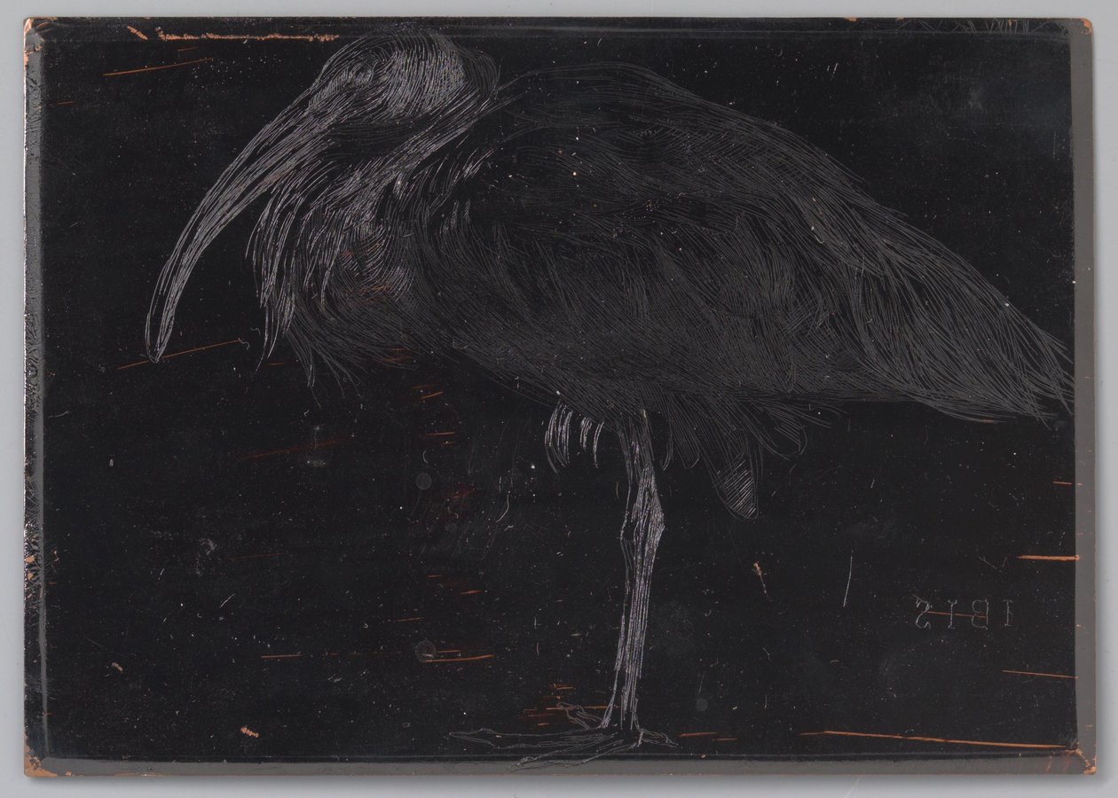 Ibis von Jan Veth