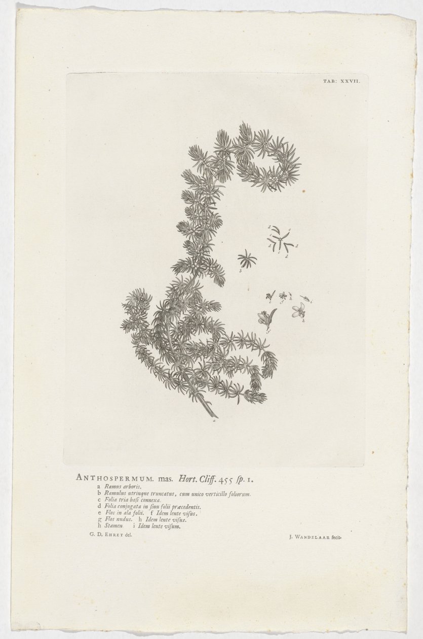 Anthospermum aethiopicum Anthospermum mas. Hort. Cliff. 455 sp. 1 von Jan Wandelaar