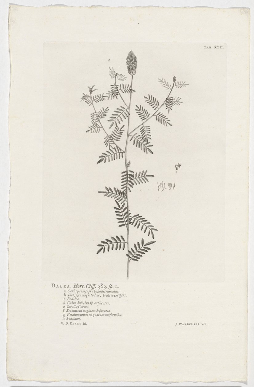 Dalea alopecuroides von Jan Wandelaar