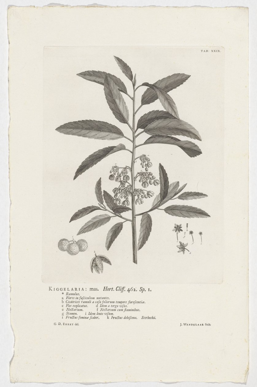 Kiggelaria africana von Jan Wandelaar