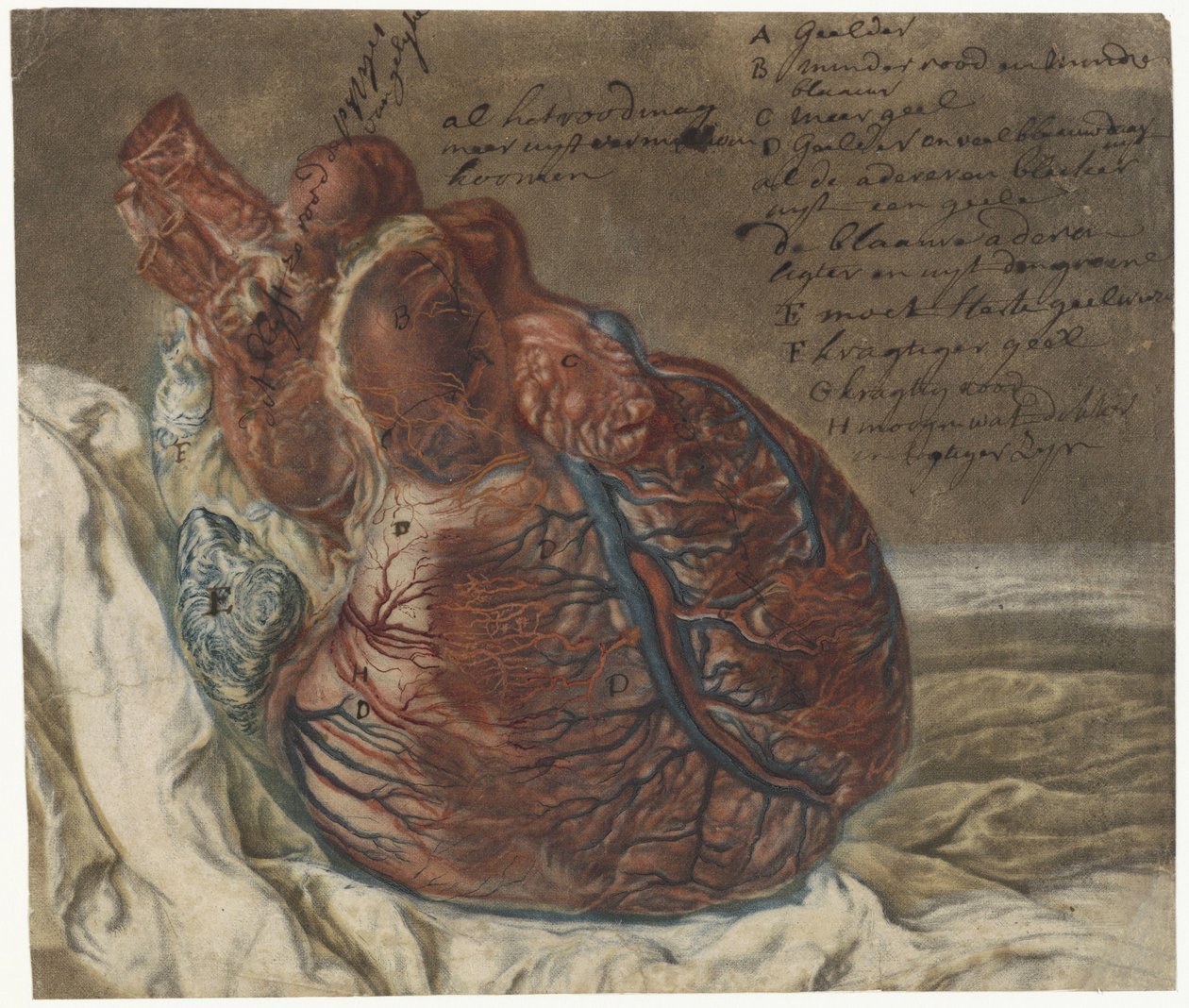 Drucke des Gehirns und des Herzens (Anatomische Studie eines menschlichen Herzens) von Jan l