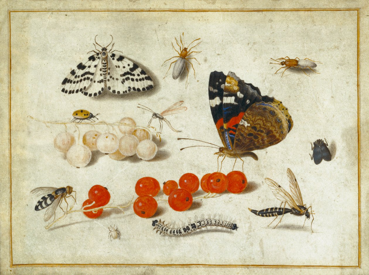 Schmetterling, Raupe, Motte, Insekten und Johannisbeeren, ca. 1650-65 (Gouache und Tinte auf Pergament) von Jan van Kessel the Elder