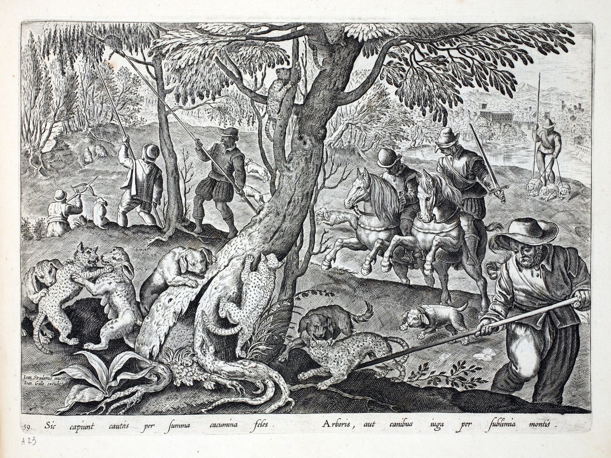 Katzenjagd mit Hunden, Illustration aus 